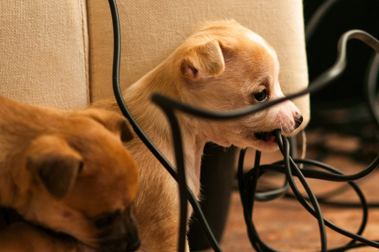 Dog Biting Electrical Cord Dog Biting Electrical Cord