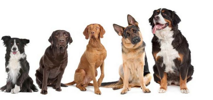 como cuidar perro departamento de un dormitorio