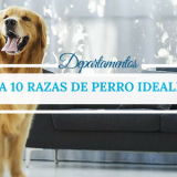 Departamentos: 10 Razas de perro ideales para tu hogar