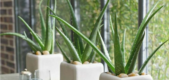 Descubre las mejores plantas para decorar tu departamento nuevo