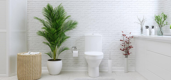 plantas baño