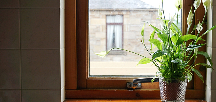 conoce plantas beneficios segun feng shui