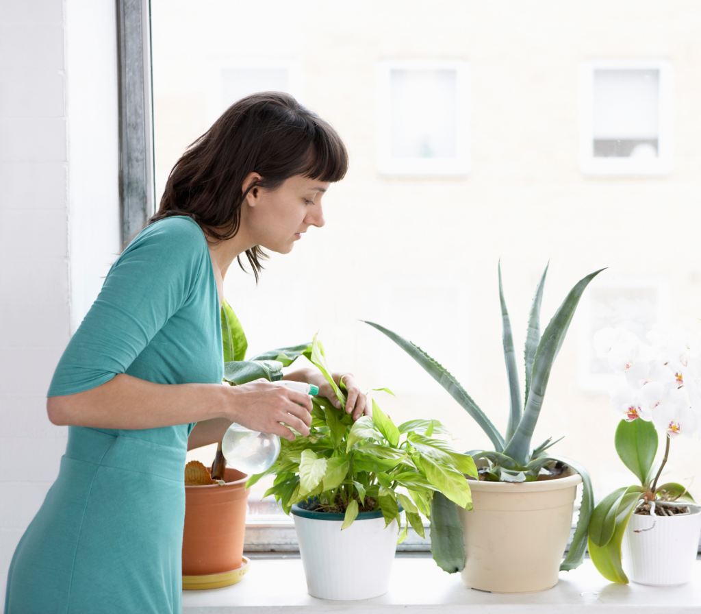 6 Tips para el cuidado de plantas de nuestro departamento