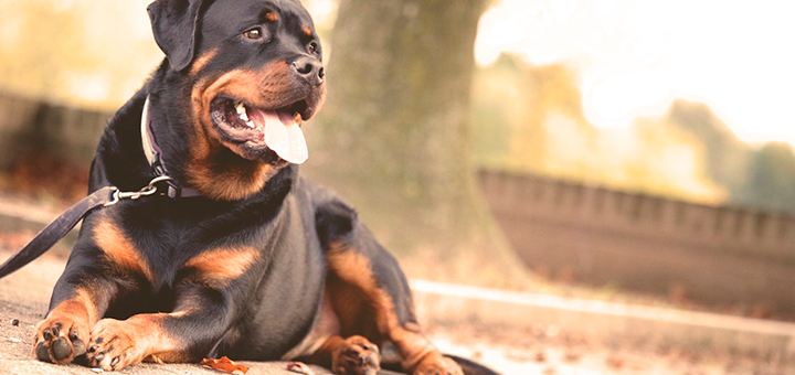 hora pasear perro entrenamiento