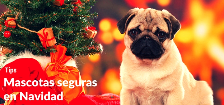 7 Consejos para mantener seguras a las mascotas en Navidad