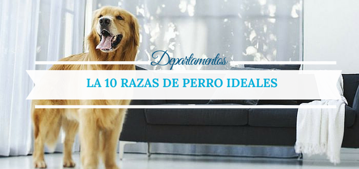Departamentos: 10 Razas de perro ideales para tu hogar