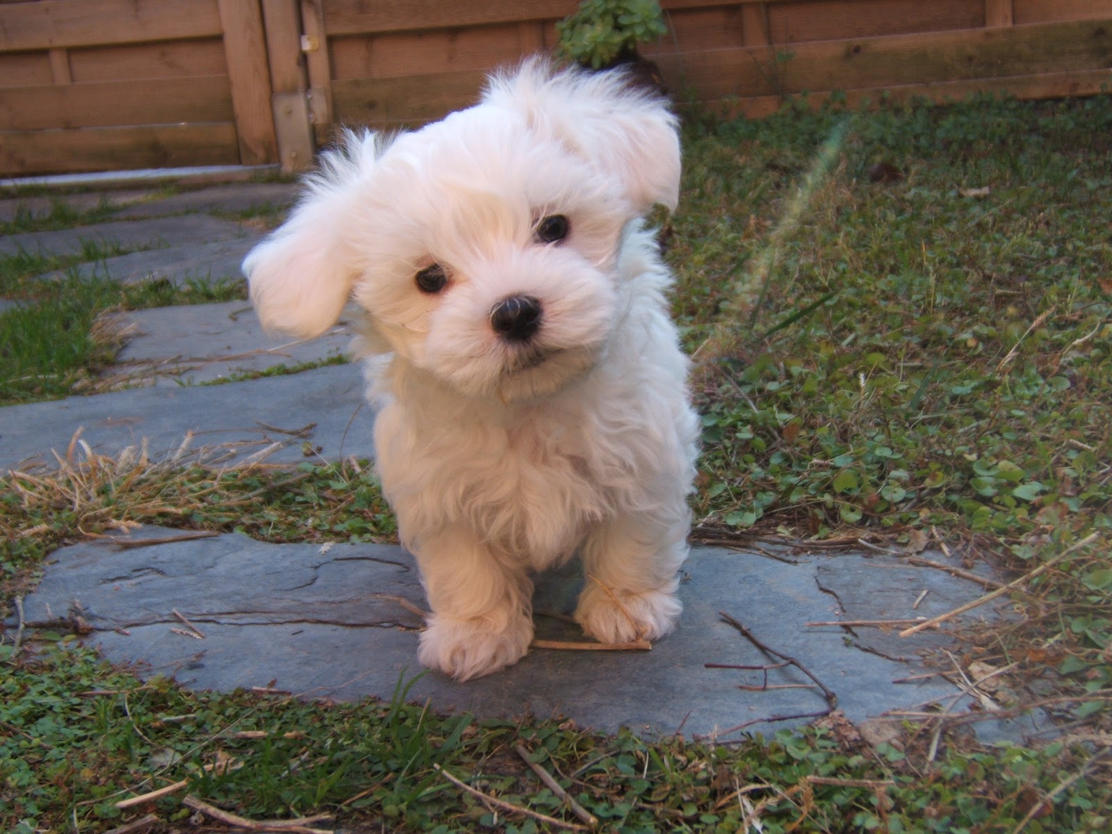 10 razas de perros ideales para casa pequeña o departamento