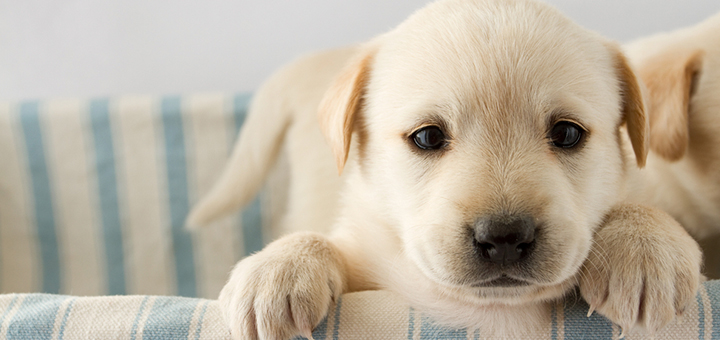 preparar casa llegada mascota ciudaris inmobiliaria