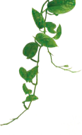 Ciudaris