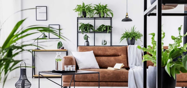 Las 7 mejores plantas que absorben la humedad en tu departamento
