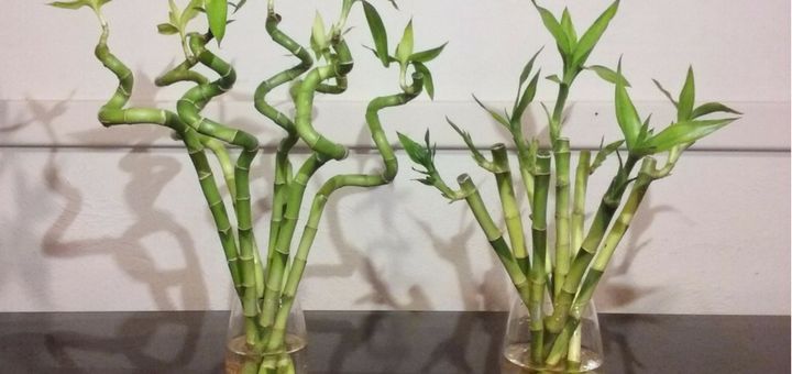 Descubre las mejores plantas para decorar tu departamento nuevo