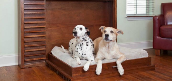 como cuidar perro departamento de un dormitorio