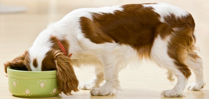 como cuidar perro departamento de un dormitorio