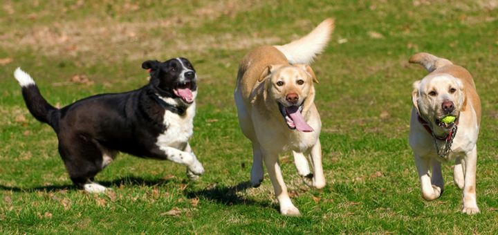 como cuidar perro departamento de un dormitorio
