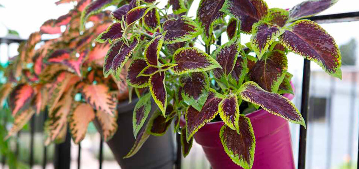 departamentos ciudad ideas aprovechar balcon plantas