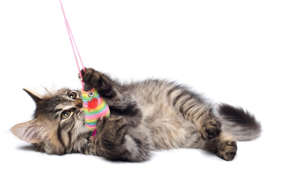 5 Hábitos saludables que mejorarán tu vida y la de tu mascota