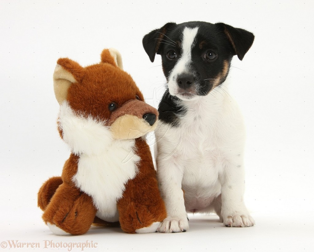 Mascotas pequeñas:¿cuáles se adecuan a un departamento?