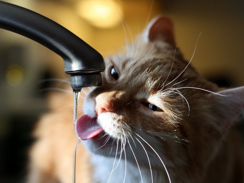 Cómo hacer de tu departamento un lugar adecuado para tu mascota durante el verano