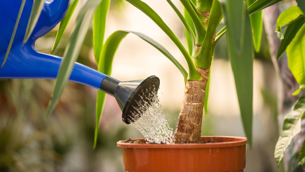 Plan de 5 pasos para refrescar las plantas del hogar